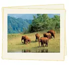 Splendid Kerala Tour