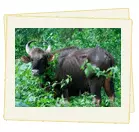 Parambikulam Tour Package