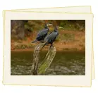 Kerala Wildlife and Backwater Tour