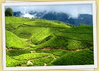 Kerala Munnar