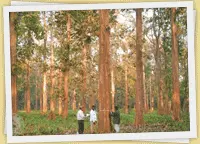 Kerala Nilambur