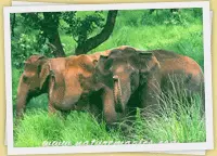 Kerala Thekkady