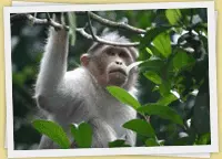 Kerala Wildlife